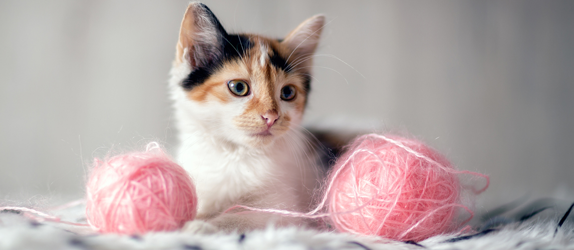 Adorable kitten with toys