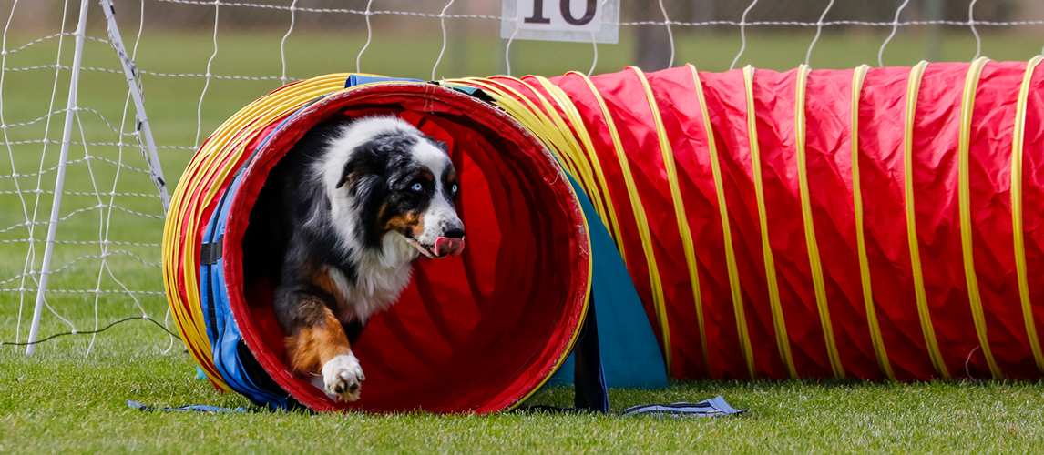 Aussie dog on the agility course 