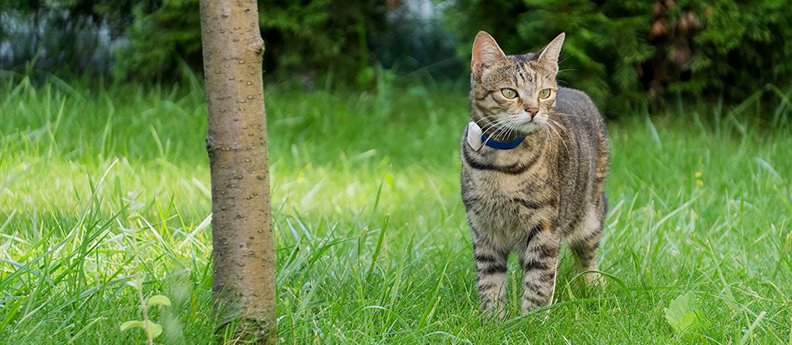 Cat with GPS collar