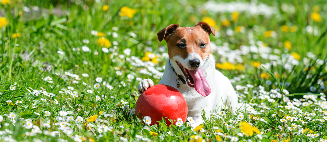 Jack russel terrier playing with a ball
