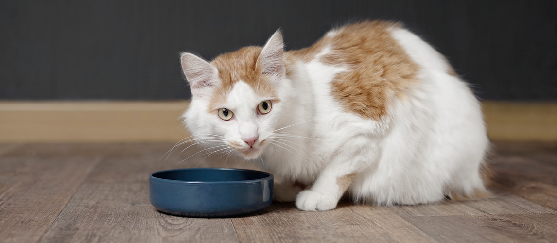 Longhair cat sitting around the food bowl