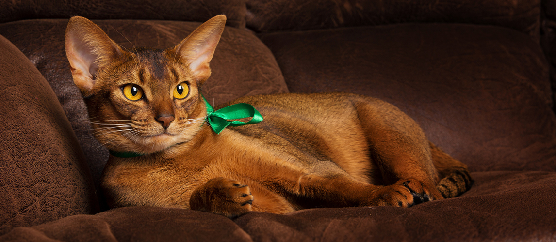 Purebred abyssinian cat lying with green collar relaxing