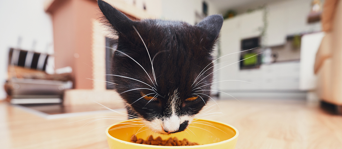 The hungry cat eating from bowl