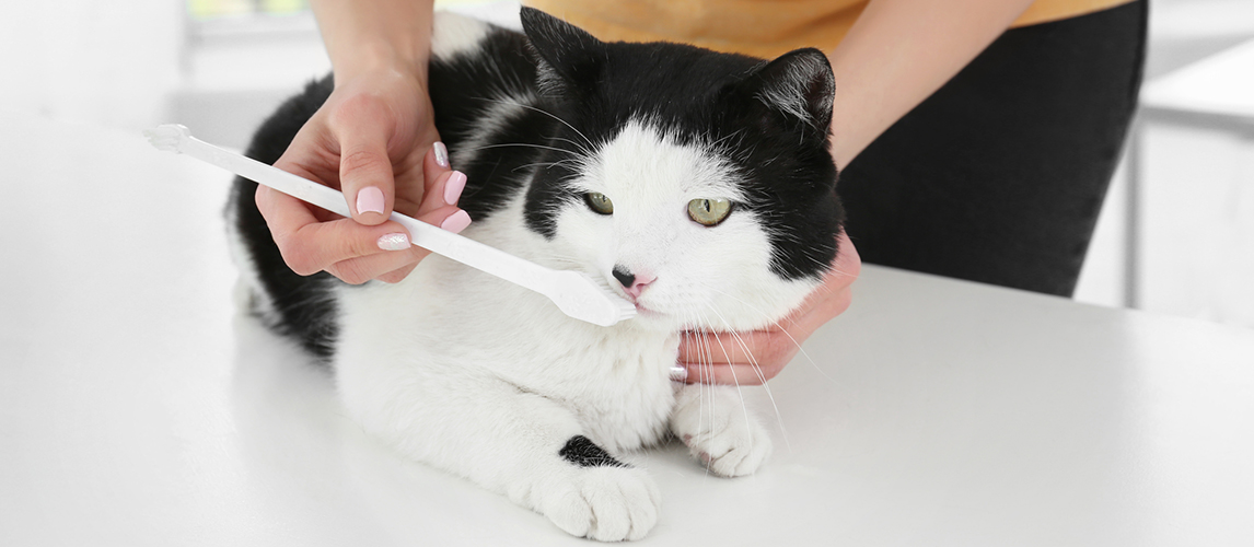 Woman brushing cat's teeth