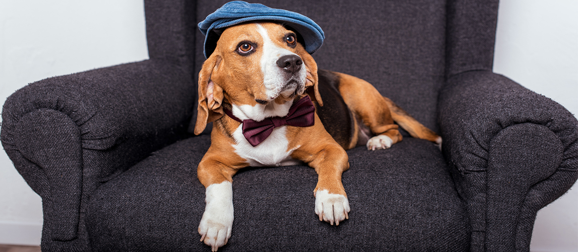 Beagle dog with hat and tie