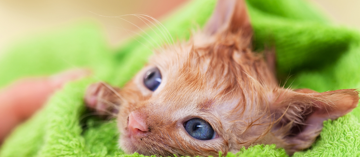 Cute kitten with hope in her eyes dry after bath rolled in a 