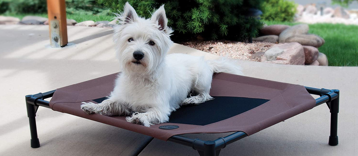 Dog lying on a elevated dog bed