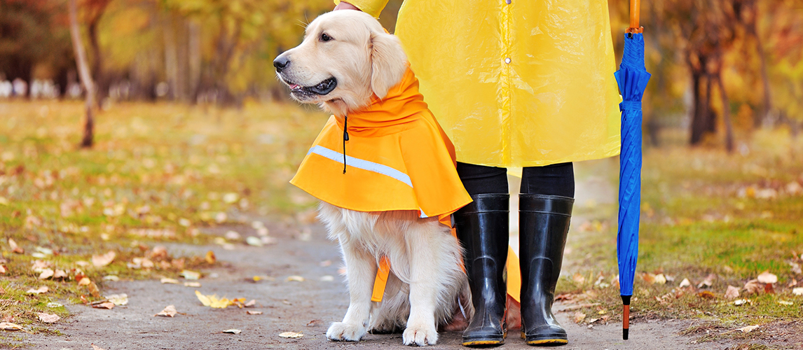 Dog wearing raincoat 