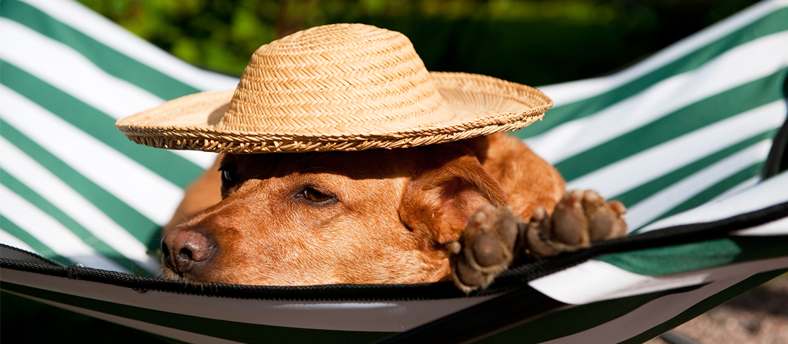 Dog with hat resting