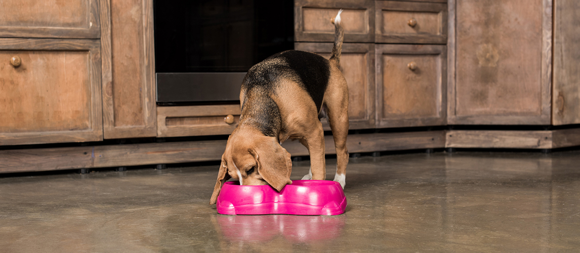 Hungry beagle dog