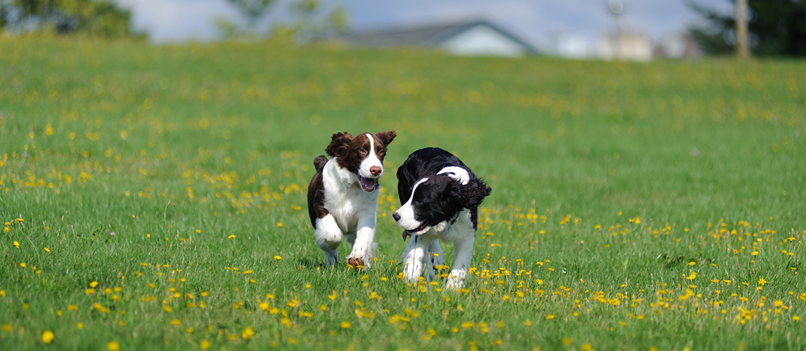 Puppies playing in a field
