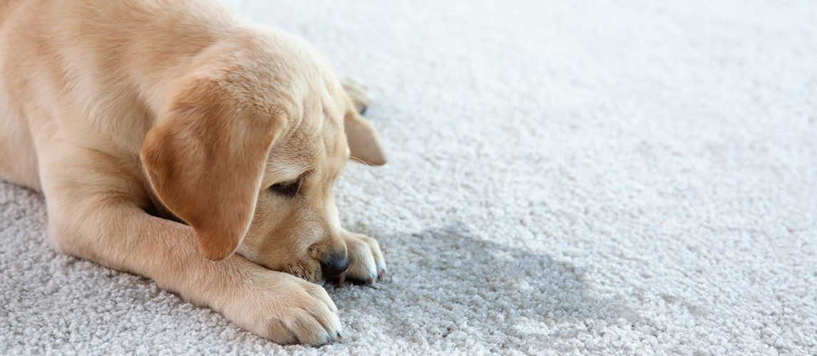 Puppy lying on the carpet
