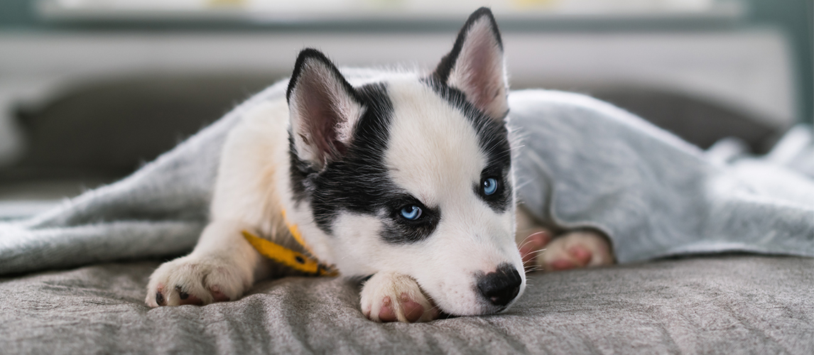 Siberian husky puppy lying on the bed