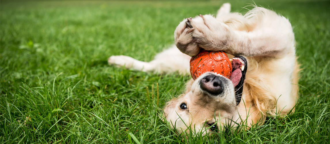 Golden retriever dog playing with rubber ball