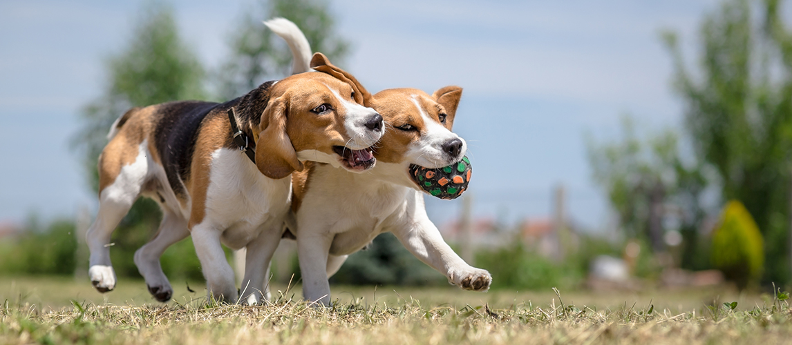 Two dogs playing with one toy