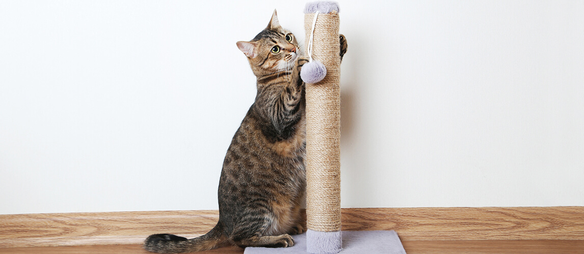 Cat with the scratching post