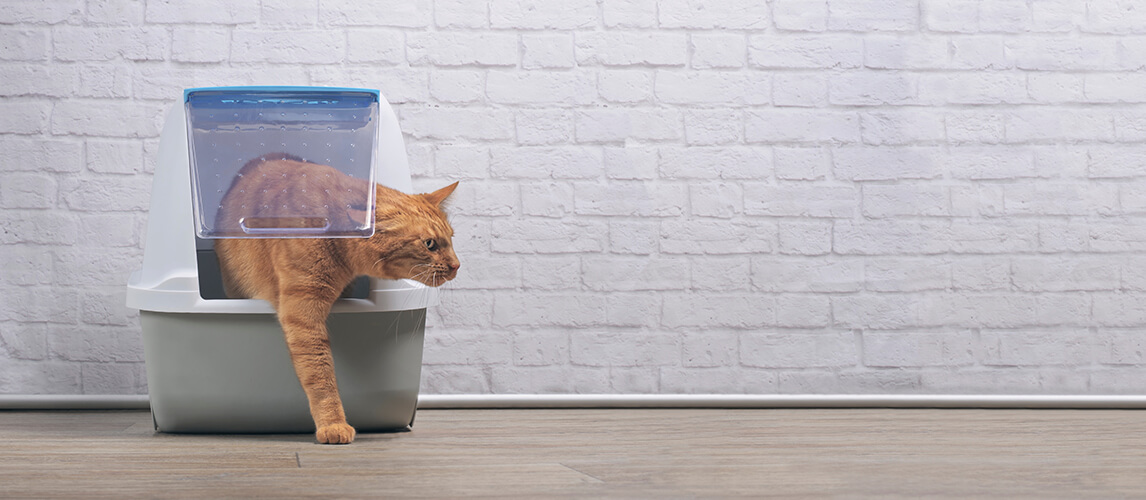 Cute ginger cat going out of a closed-Litter box. Panramic image with copy space.