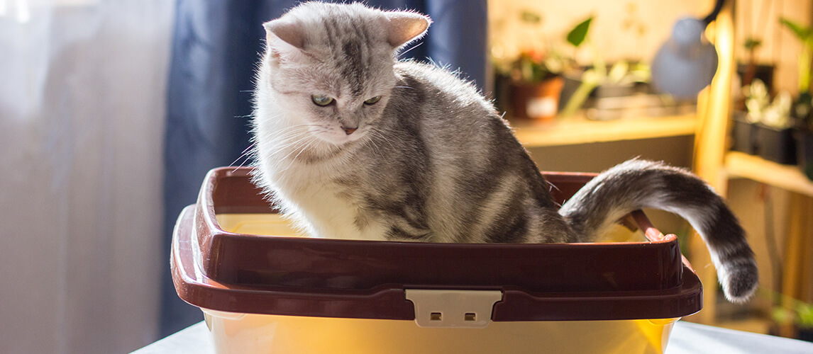 Cat sitting in a cat litter box or tray.