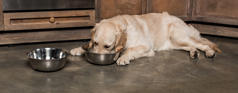 Golden retriever dog eating