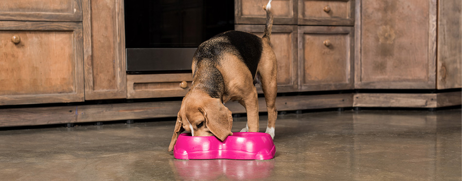 Hungry beagle dog