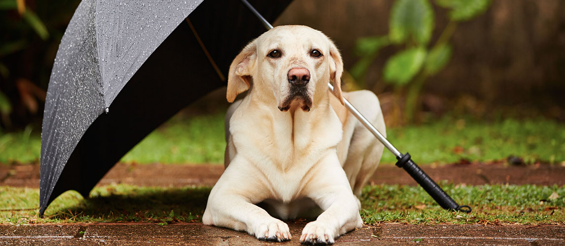 The Best Umbrella for Dogs (Review) in 2020 | Pet Side