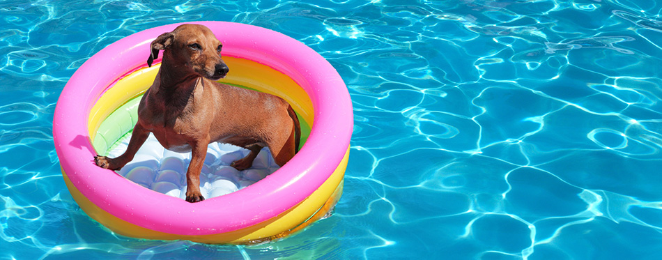 https://www.petside.com/wp-content/uploads/2019/02/Dog-on-airbed-in-the-pool.jpg
