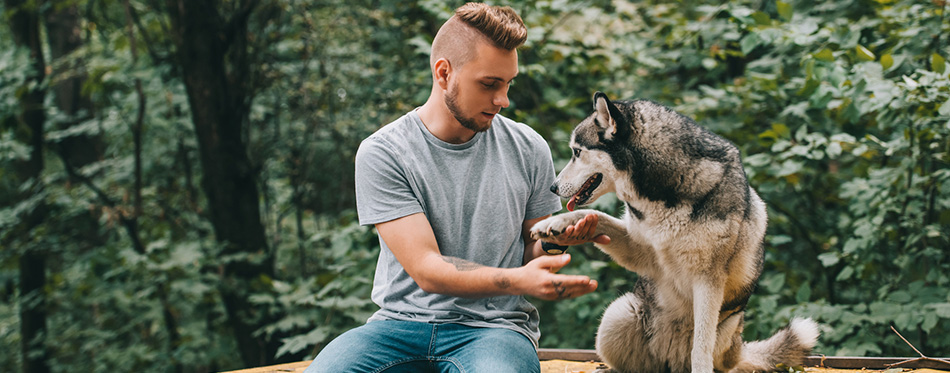 Man holding paw of obedient siberian husky dog