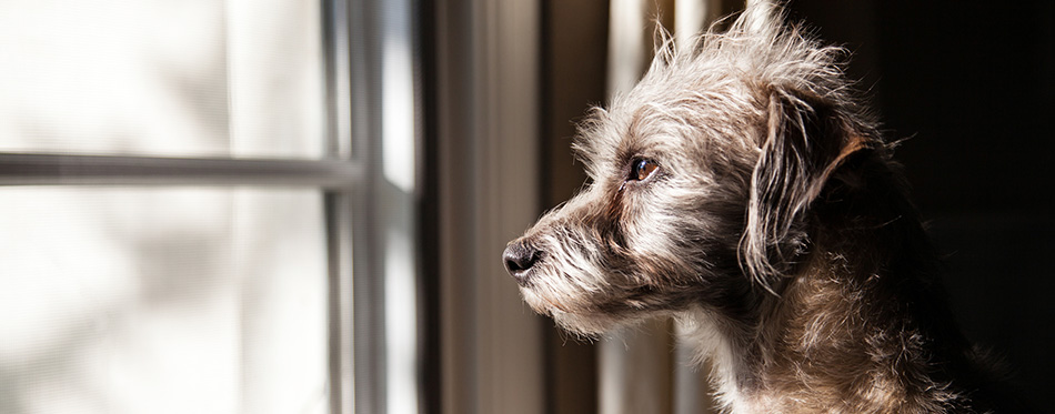 Terrier crossbreed dog looking out a window