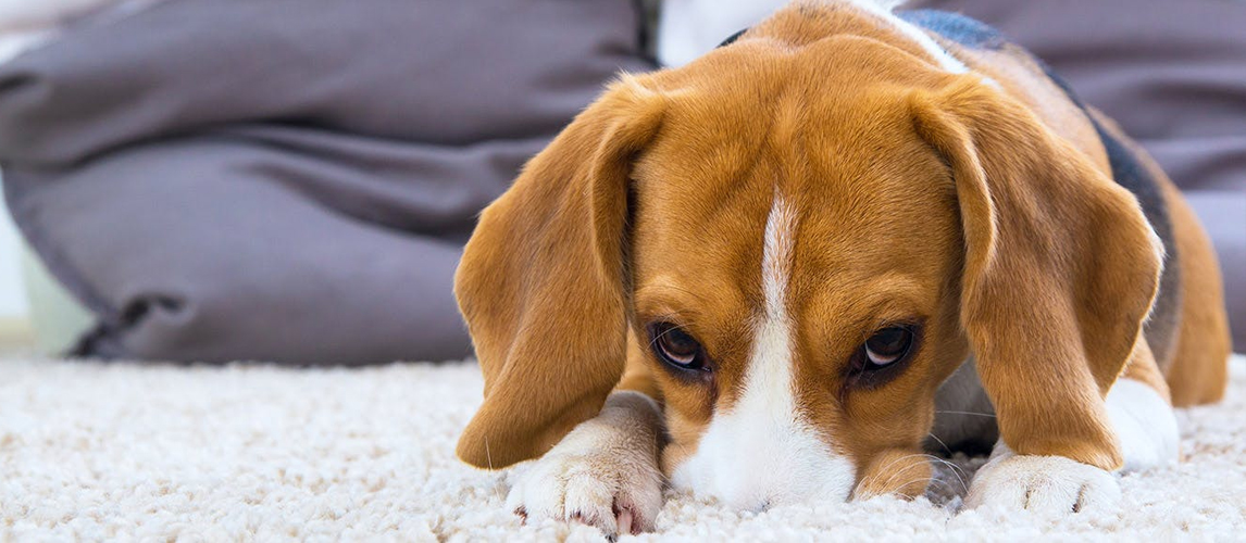 Why Does My Dog Lick The Carpet Pet Side