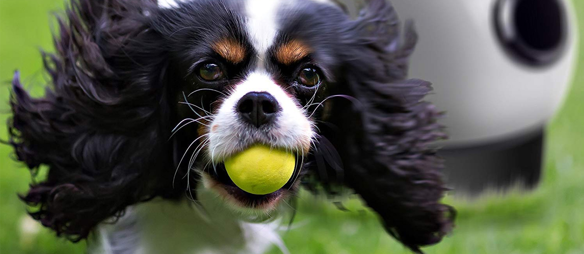best dog ball thrower