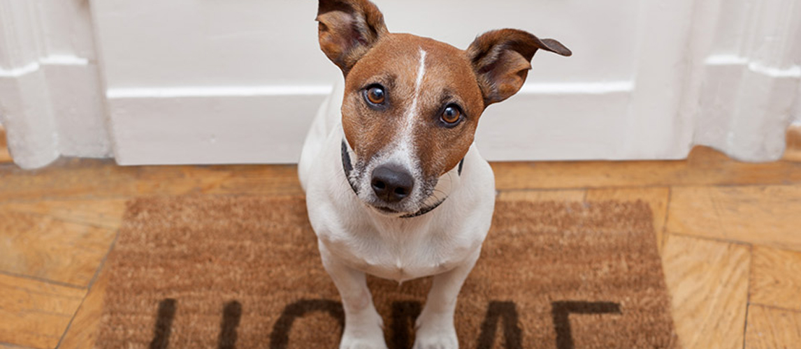 dog at door