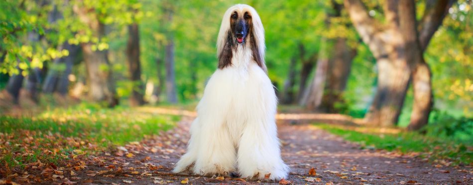 Afghan Hound