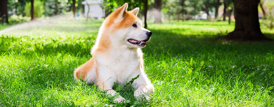 Akita Inu