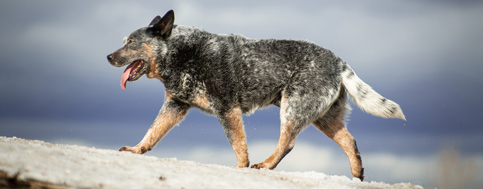 Australian Cattle Dog