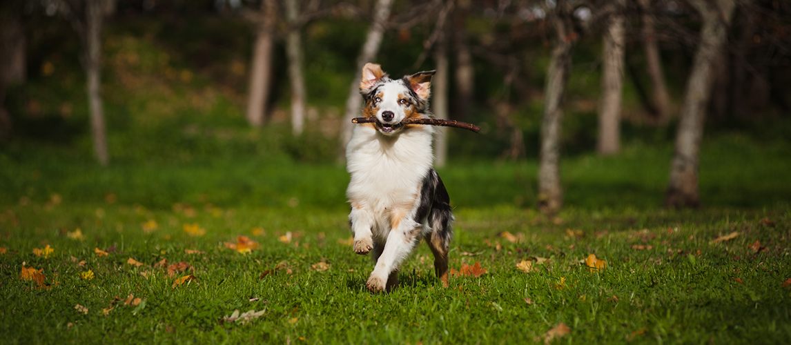 Australian shepherd dog running 