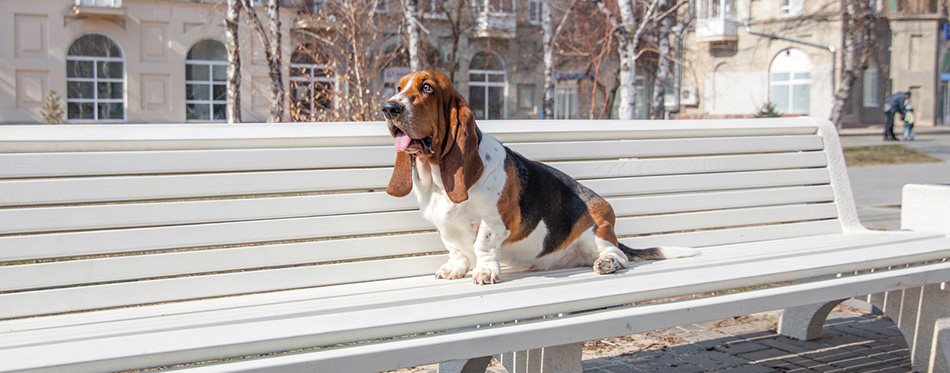 Basset Hound