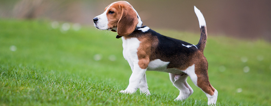 Beagle