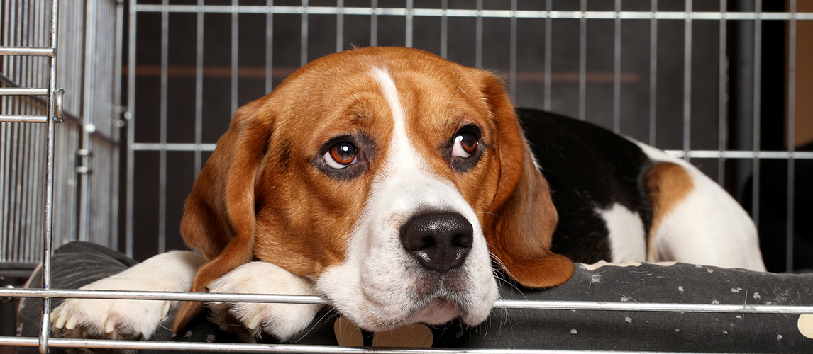 Beagle Dog in cage