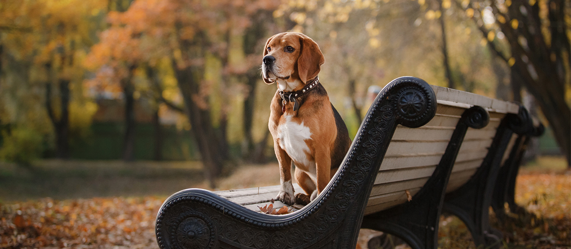 Beagle dog on the bench