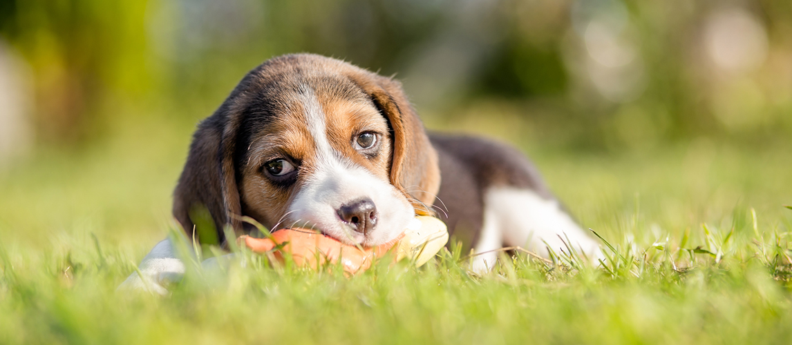 Beagle puppy chewing the toy