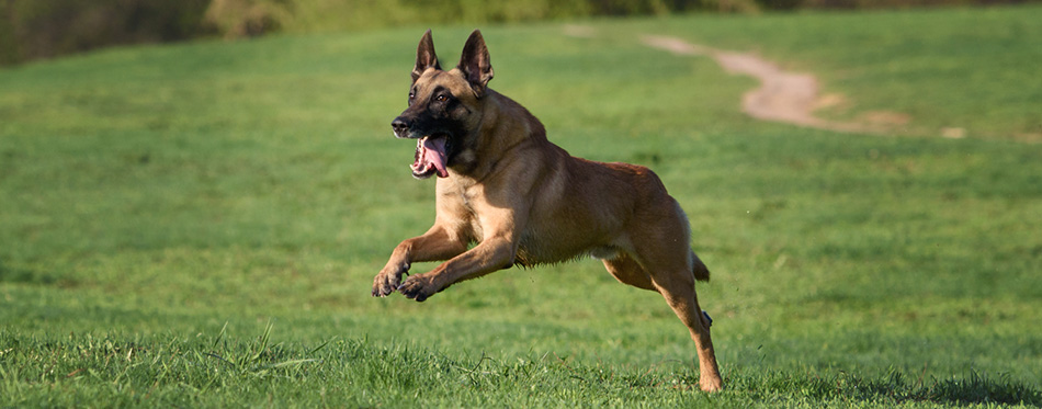 Belgian Malinois