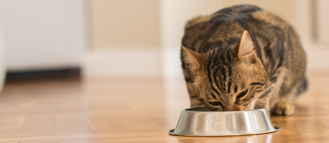 Bengal Cat Eating Food