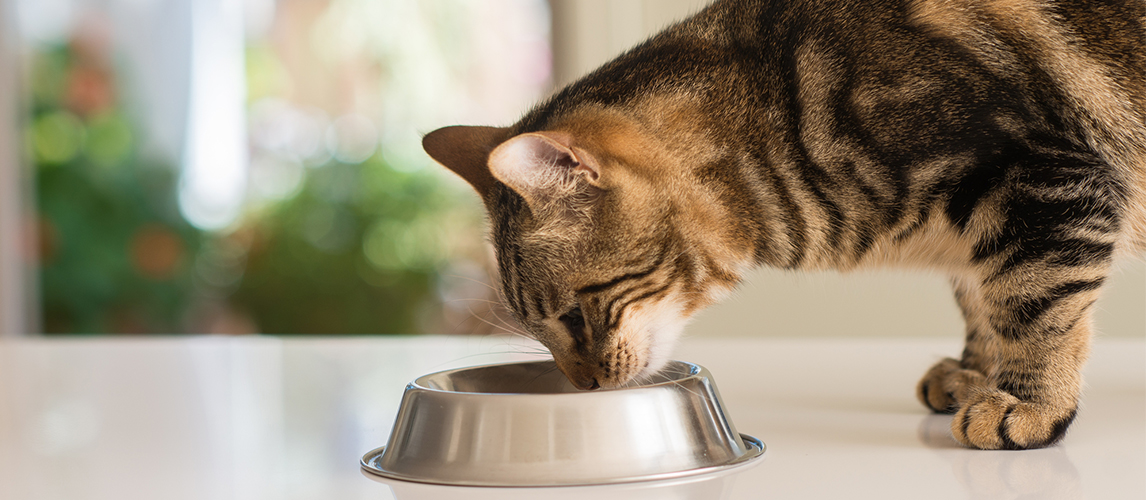 Bengal cat eating from a bowl