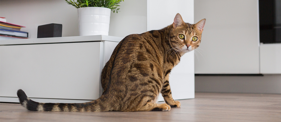 Bengal cat 