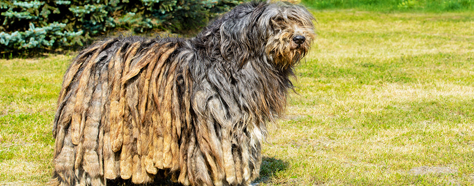 Bergamasco Shepherd