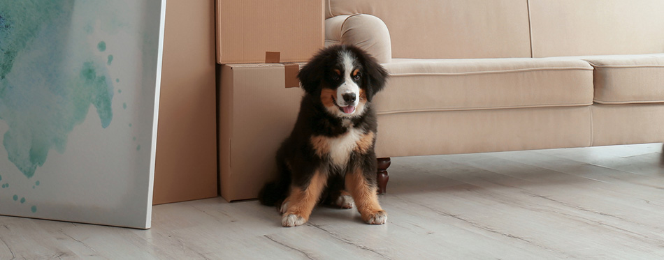 Bernese Mountain Dog