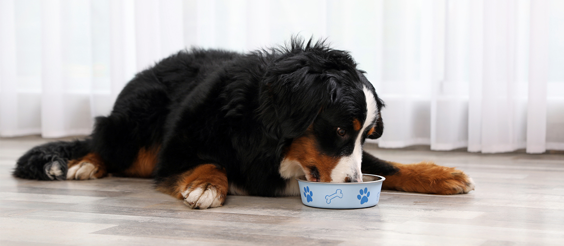 Bernese mountain dog eating from a bowl