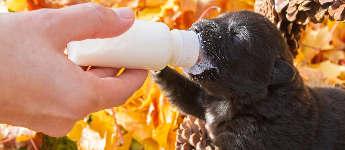 Black puppy eating milk