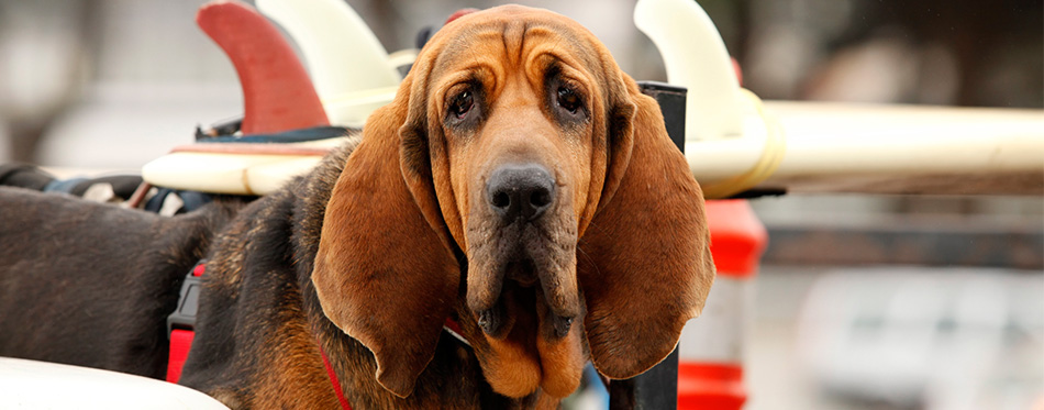 Bloodhound