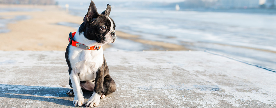 Boston Terrier